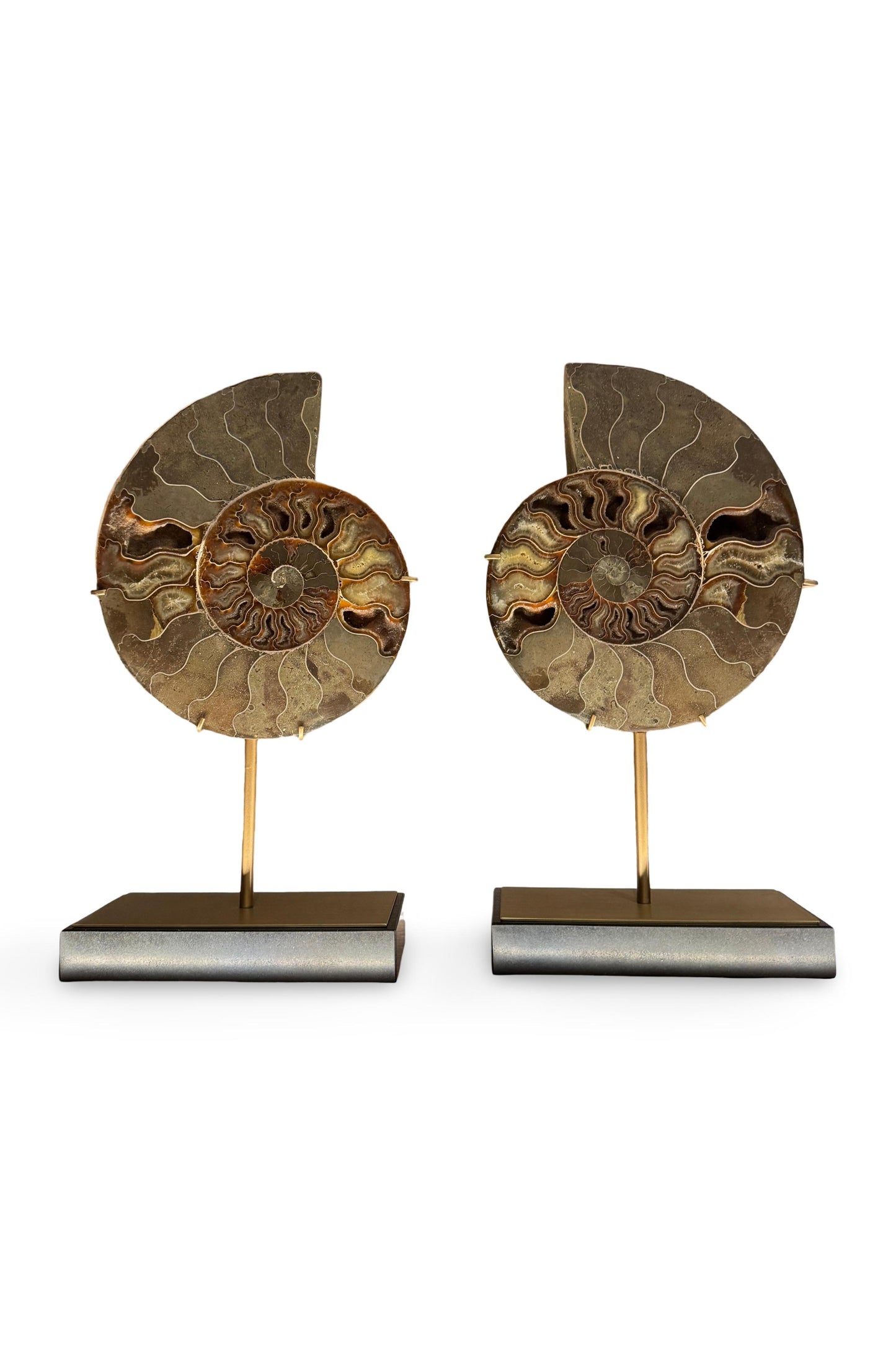 Ammonite Pair on Custom Stands
